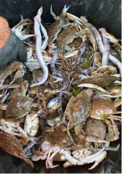 Kampot : Le crabe bleu et les challenges de la communauté de pêcheurs de  Trapeang Ropov