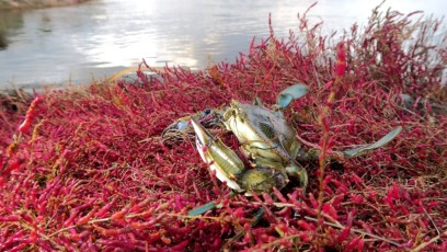L’interminable expansion de Callinectes sapidus dans les lagunes corses