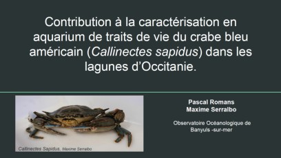 [Vidéo] Crabe bleu : caractérisation en aquarium de traits de vie dans les lagunes d’Occitanie