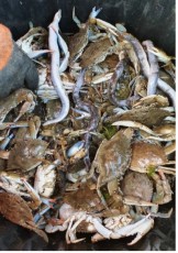 Pêches expérimentales sur le Crabe bleu à l'étang de Canet