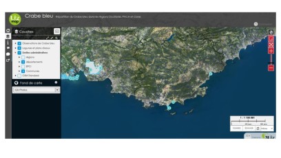 Crabe bleu : suivi des données 2022 d'observation et de capture en Occitanie et PACA