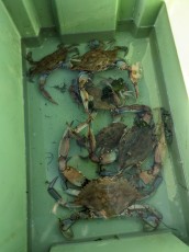 Pistes de réflexion sur l’utilisation du Crabe bleu en Occitanie