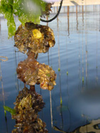 Table conchylicole et huîtres collées à une corde à l’étang de Thau. Crédit photo : Cépralmar